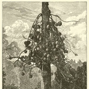 The Cannon-Ball Tree (engraving)