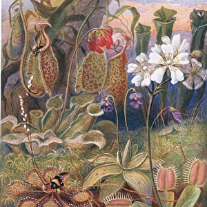 Carnivorous Plants, illustration from Wonders of the Land and Sea