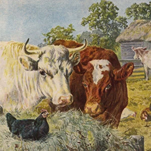 Cattle and chickens (colour litho)