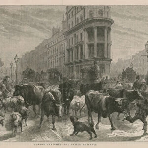 The Cattle Nuisance (engraving)
