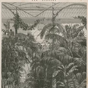 Centre of the Great Palm House at the Royal Botanic Gardens of Kew (engraving)