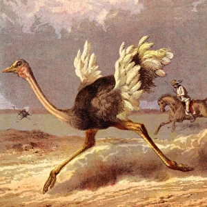 Chasing the ostrich (chromolitho)