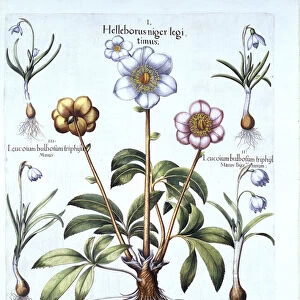 Christmas Rose and Snowdrop Variations, from Hortus Eystettensis