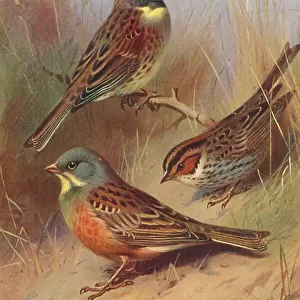 Bunting And American Sparrows Mouse Mat Collection: Ortolan Bunting