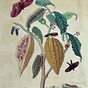 Cocoa - in "General History of Insects of Suriname and All Europe"