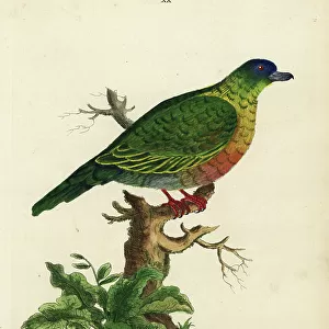 Pigeons Collection: Sri Lanka Green Pigeon