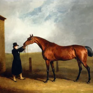 Colonel Udnys Bay Colt Truffle by Sorcerer Held by a Groom, 1815 (oil on canvas)