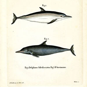 Common Dolphin (coloured engraving)