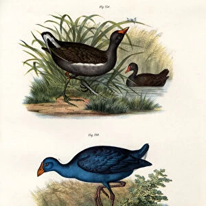 Common Moorhen, 1864 (colour litho)