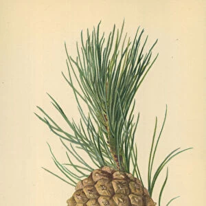 Cone of Stone Pine