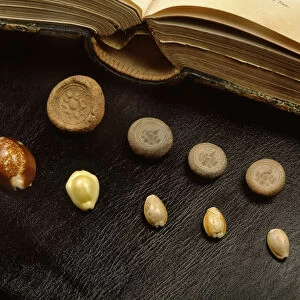 Cowrie shell money and terracotta coins from the Ayutthaya period (shell & terracotta)