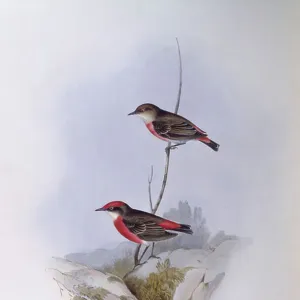 Honeyeaters Collection: Crimson Chat