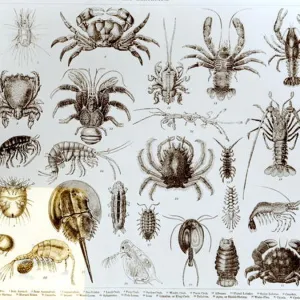 Crustacea and Arachnida (litho) (b / w photo)