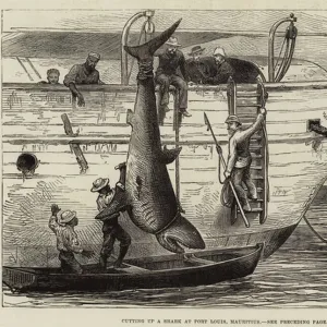 Cutting up a Shark at Port Louis, Mauritius (engraving)