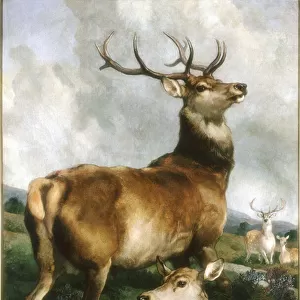 Deer of Chillingham Park, Northumberland, c. 1867 (oil on canvas)
