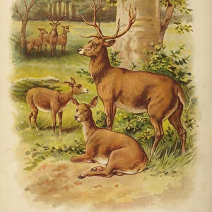 Six Deer (chromolitho)