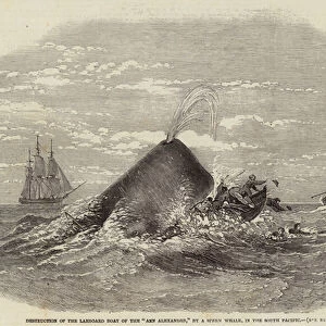 Destruction of the Larboard Boat of the "Ann Alexander, "by a Sperm Whale, in the South Pacific (engraving)