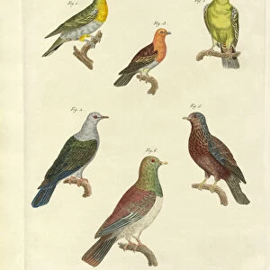 Different kinds of exotic pigeons (coloured engraving)