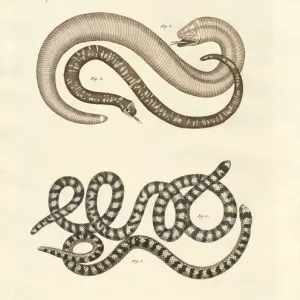 Different kinds of snake (coloured engraving)