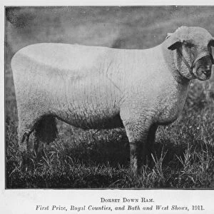 Dorset Down Ram, First Prize, Royal Counties, and Bath and West Shows, 1911 (b / w photo)