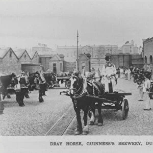 Dray horse, Guinness Brewery, Dublin, Ireland (b / w photo)