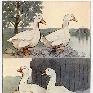 Duck and Drake, Goose and Gander (colour litho)