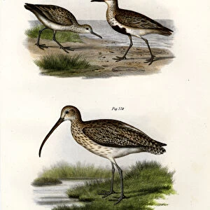 Dunlin, 1864 (colour litho)