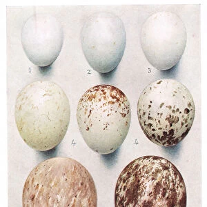 Eggs: Partridge: Red Legged Partridge: etc, illustration from British Birds