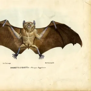 Pteropodidae Framed Art Print Collection: Egyptian Fruit Bat