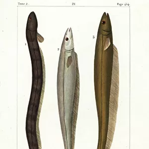 E Framed Print Collection: Electric Knifefish