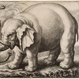 An Elephant and a Camel, engraved by Wenceslaus Hollar (1607-77) 1663 (etching)