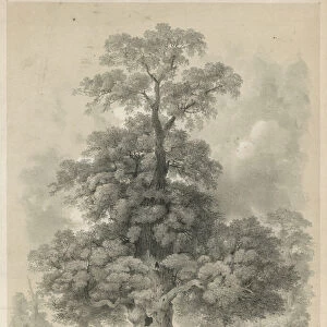 Elm in Hyde Park, London (engraving)