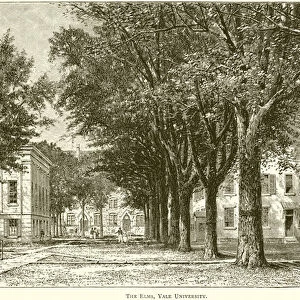 The Elms, Yale University (engraving)