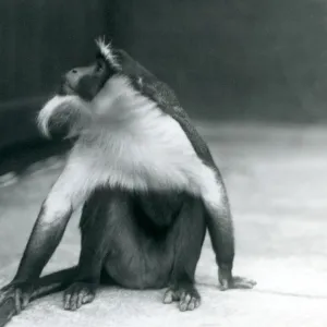 Cercopithecidae Collection: Diana Monkey