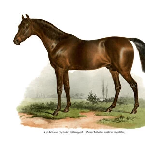 Horse Collection: English Thoroughbred
