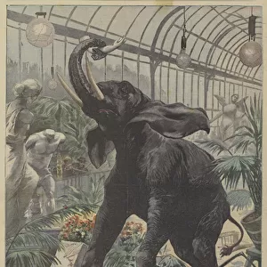 Two enraged elephants on the rampage in London (colour litho)