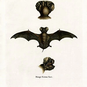 Molossidae Fine Art Print Collection: European Free-tailed Bat