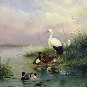 A family of Mallard, two Storks and a family of Tufted Ducks (pair of 77886)