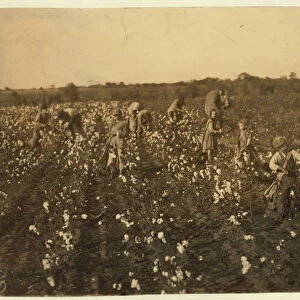 Family picking cotton near McKinney, Texas, 1913 (b / w photo)