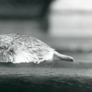 A fat-tailed / duprasi gerbil, London Zoo, July 1925 (b / w photo)