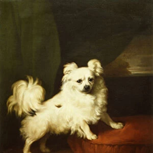 Her Favourite, A White Papillon Standing on a Cushion, 1836 (oil on canvas)