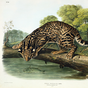 Felis Pardalis (Ocelot or Leopard-Cat), plate 86 from