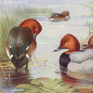 Ducks Metal Print Collection: Common Pochard