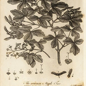 Field maple, Acer campestre. 1776 (engraving)