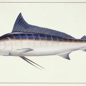 W Collection: White Marlin