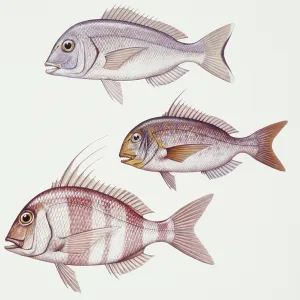 Spalacidae Metal Art Print Collection: Ehrenbergi