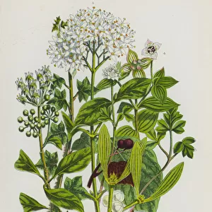 Flowering Plants of Great Britain: Tuberous Moschatell, Common Ivy, Wild Cornel, Dwarf Cornel, Mistletoe (colour litho)