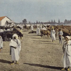 Foire Du Betail A Sidi-Bel-Abbes (colour photo)