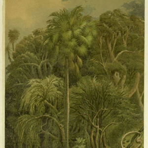 Forest Vegetation in Sennaar (chromolitho)