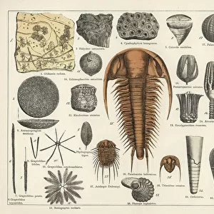 Molossidae Fine Art Print Collection: Milleri